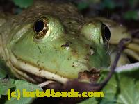 /home//u458753944/public_html/sourcegallery//Frogs/Bullfrogs 2020-09 Upper Merion/P9280706.JPG